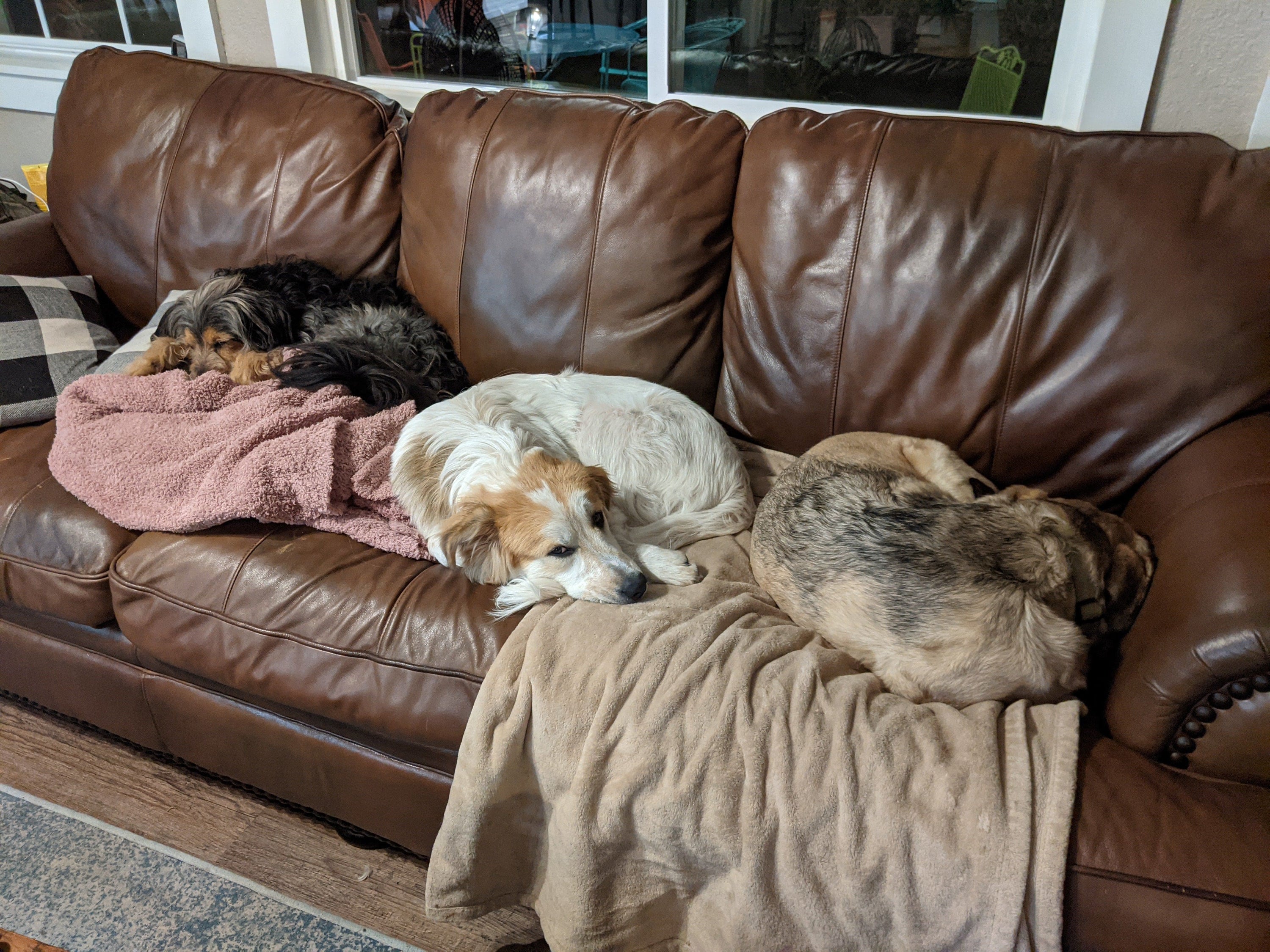 Three dogs cuddled up with blankets and a pillow on a brown leather couch that has been restored with Leather Better.