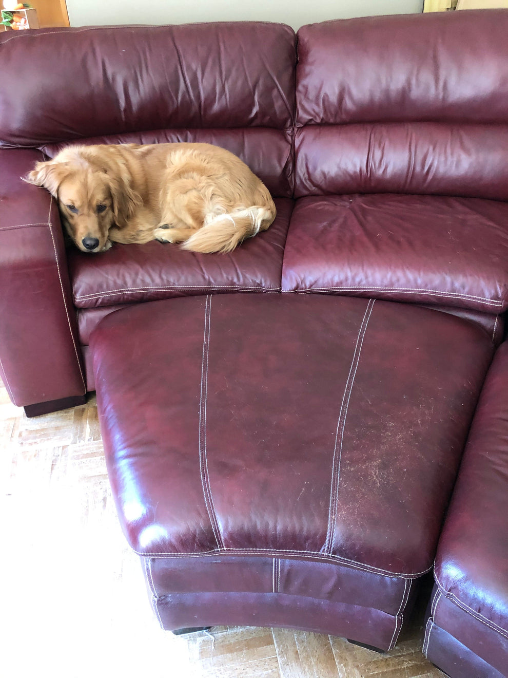 Stacey submitted an after photo that includes her dog with the following five star review: "Definite improvement! Our leather ottomans take a beating with our dogs! Leather better has really improved their appearance! Thank you!"
